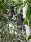 two Dusky Langur babies.JPG (124 KB)